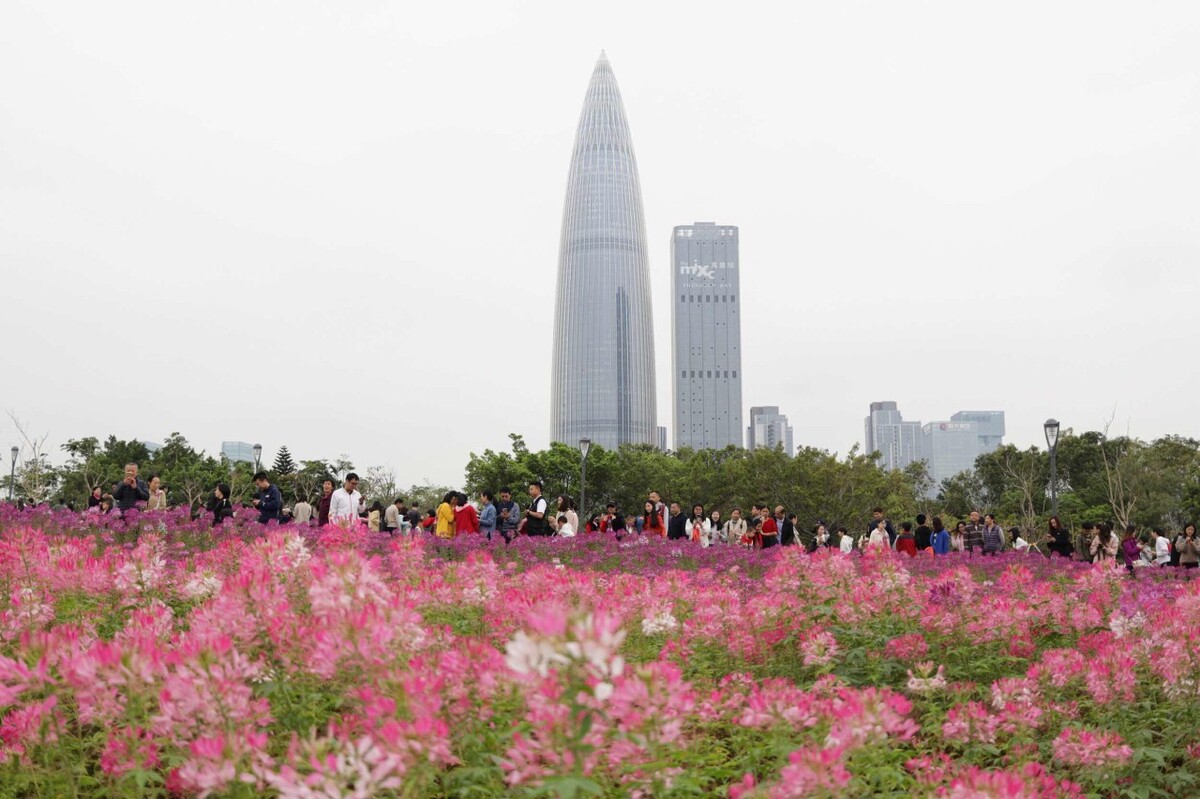 深圳手机号码卡大放送，立即抢购畅享免费通讯服务(深圳电话卡套餐最划算)